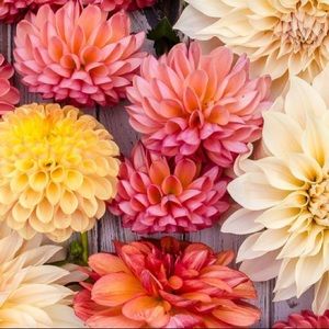 Meet your Posher, Morgan